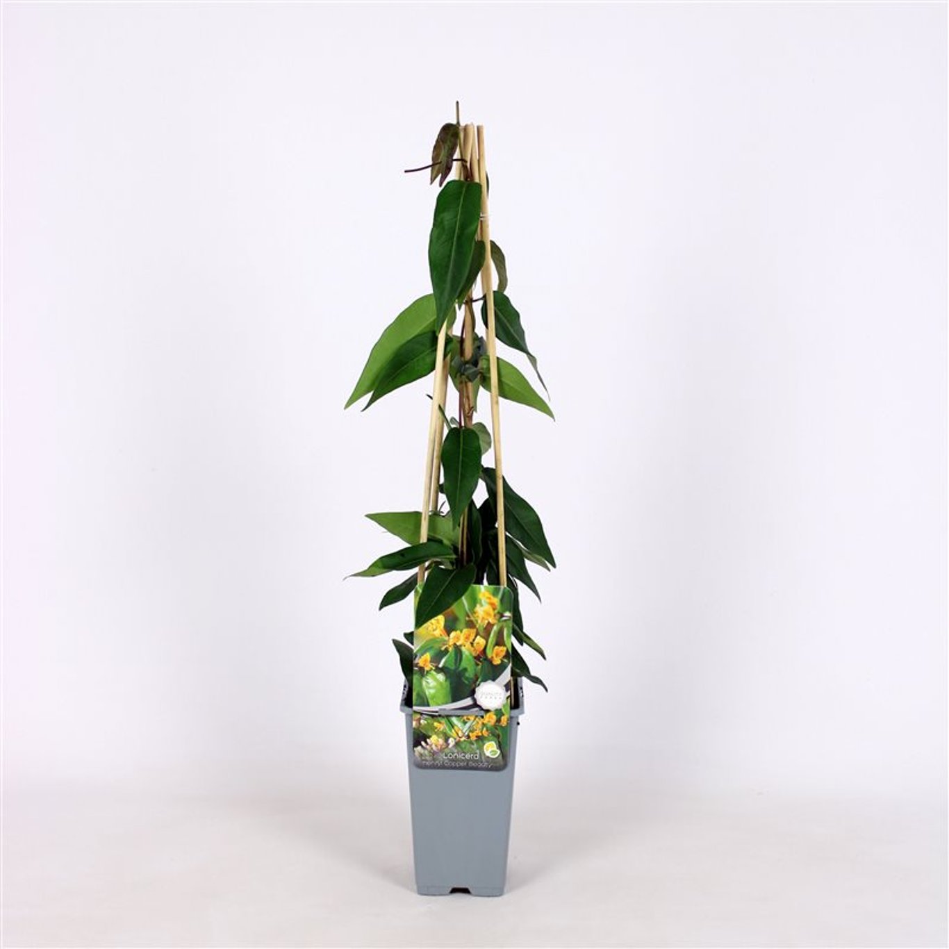 Lonicera henryi 'Copper Beauty' - C2 70/+ CM